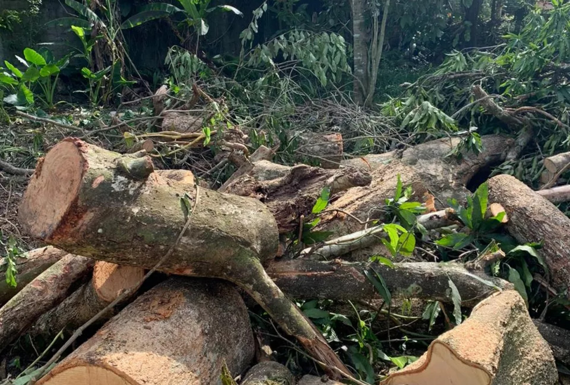 Homem morre após ser atingido por árvore durante trabalho em Maracaju