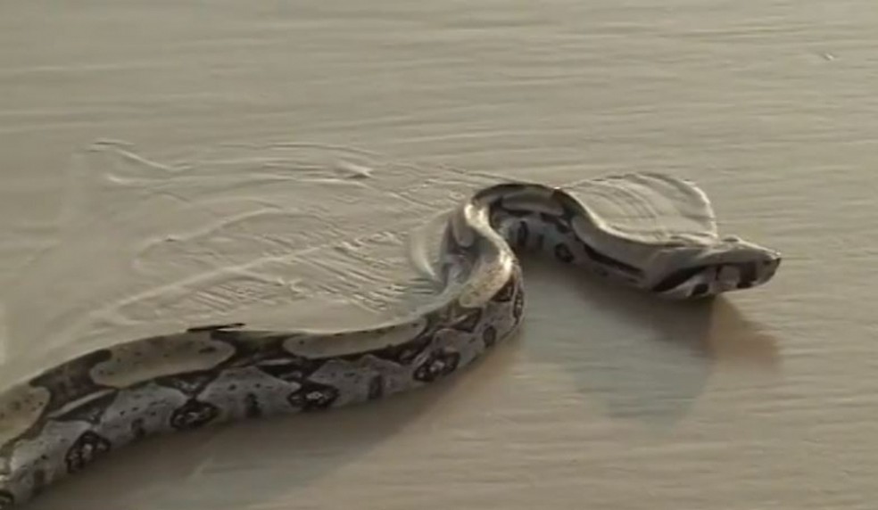 É verdade que tem uma cobra em São Luís?
