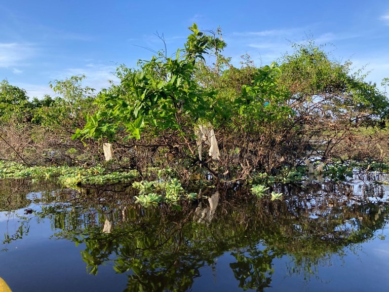 Governo Federal não fiscaliza descarte irregular de plástico em rios do Amazonas desde 2020