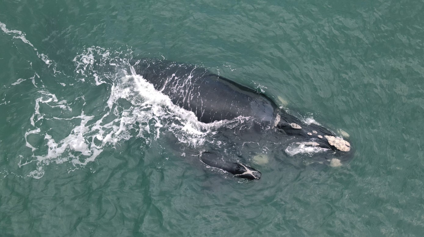 Baleia em perigo de extinção terá acompanhamento em tempo real por satélite a partir de SC; entenda