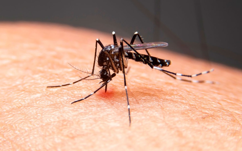 1 de 3
Aedes aegypti, mosquito transmissor da dengue &mdash; Foto: g1