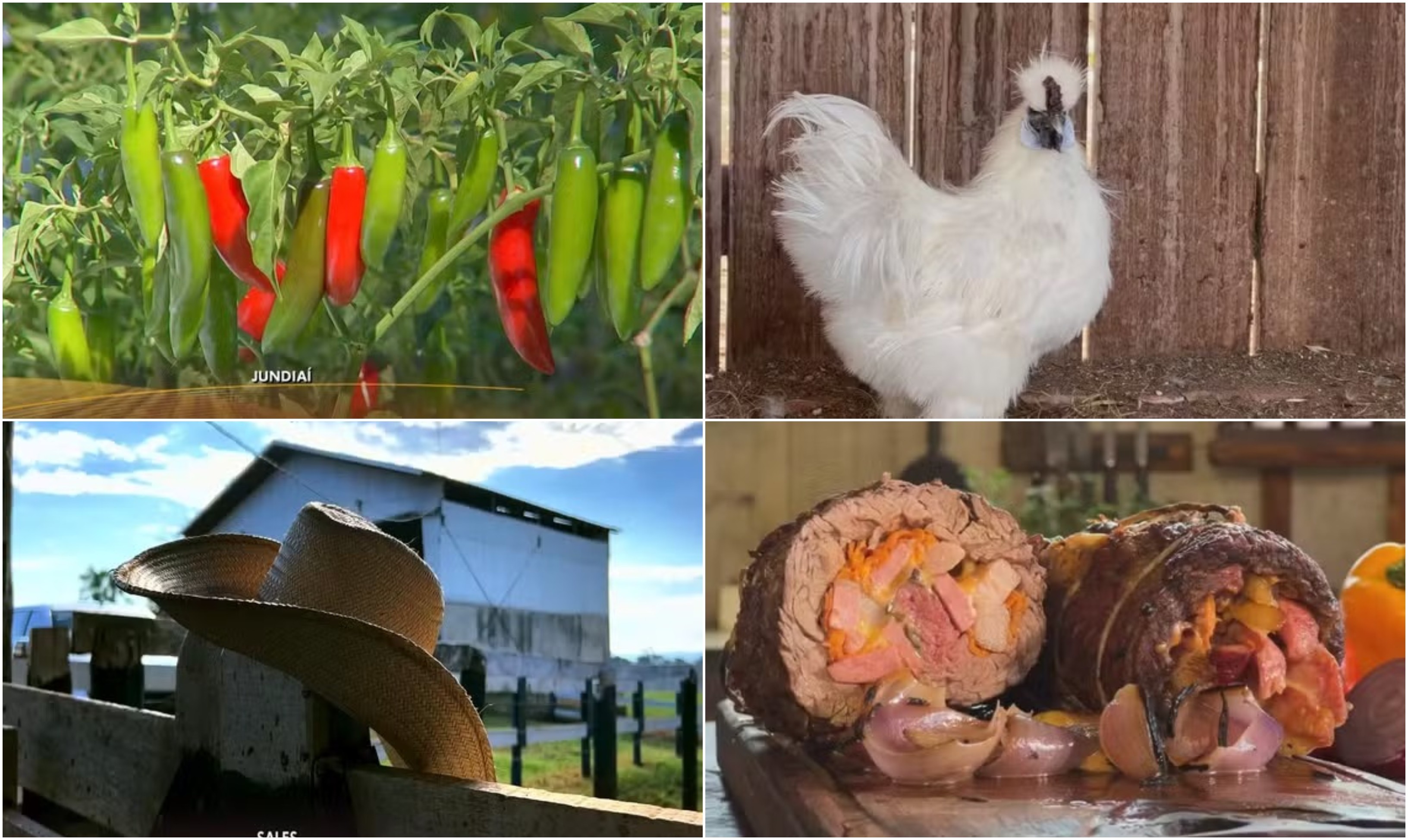 Retrospectiva 2025: reveja reportagens do Nosso Campo deste domingo, 11 de janeiro