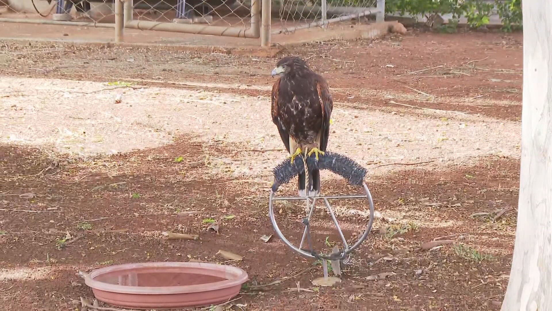 Shogun, Xuxa, Apolo e Aurora: entenda como aves 'protegem' aeroporto em Belo Horizonte 