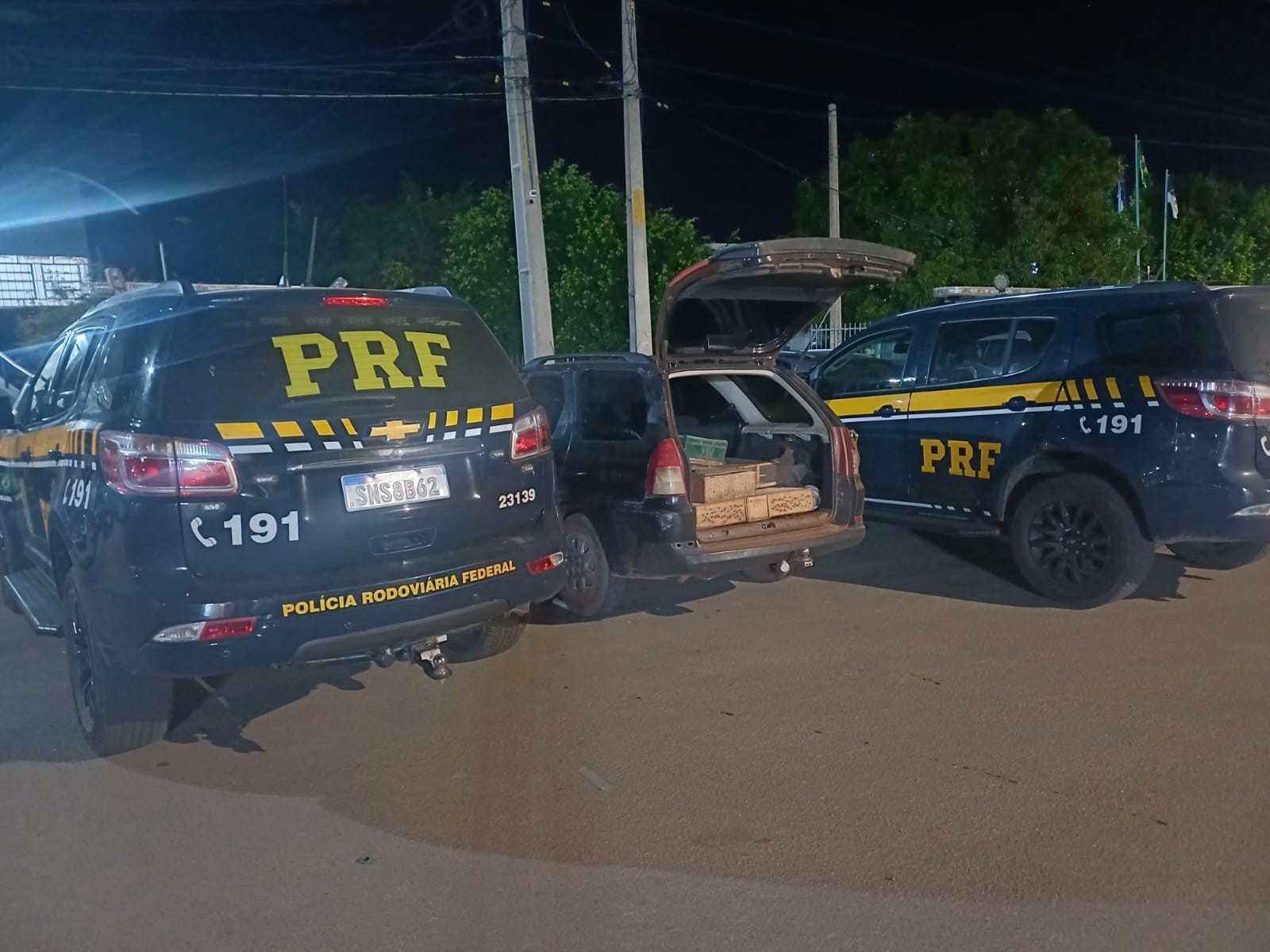 Cerca de 250 aves silvestres são resgatadas em fiscalização da PRF na BR-116 em Parnamirim