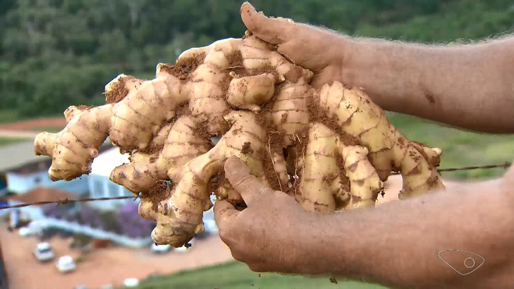 Gengibre se adaptou em algumas cidades no Espírito Santo — Foto: Reprodução/TV Gazeta