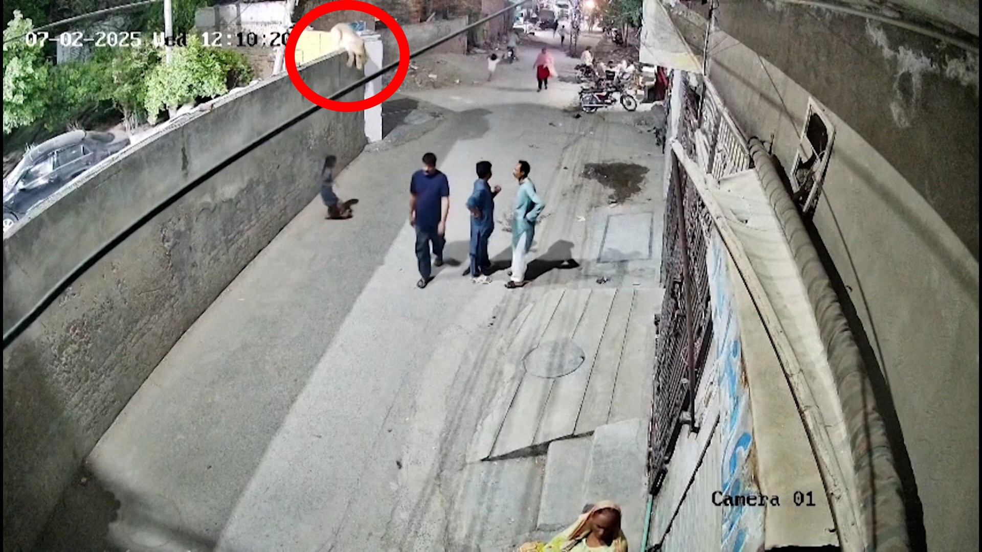 Leão escapa de casa no Paquistão e ataca mulher e crianças; VÍDEO