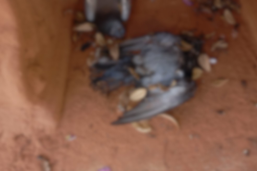 Morador registra boletim de ocorrência após encontrar dezenas de pombos mortos em Presidente Bernardes (SP) — Foto: Arquivo pessoal