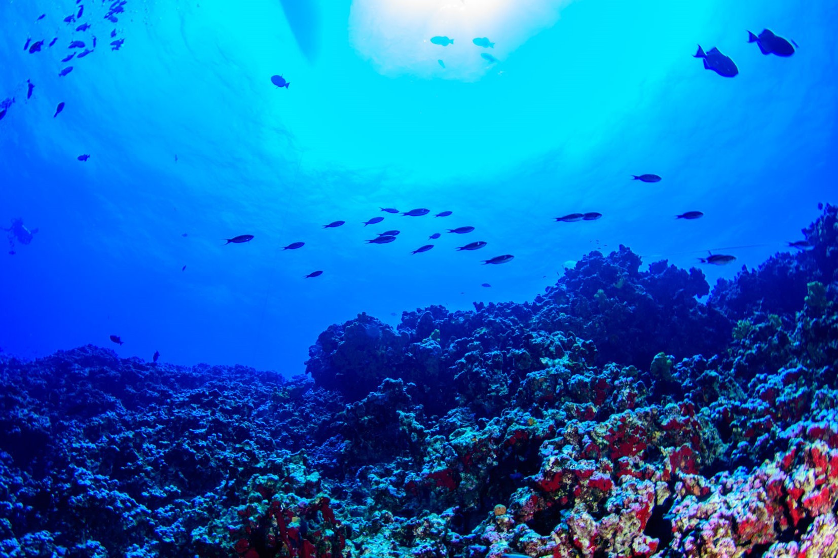 VÍDEO: Novo ecossistema marinho com recife de até 60 metros de altura é descoberto na costa do ES