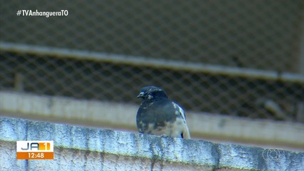 Moradores usam telas de proteção para evitar população de pombos em condomínios