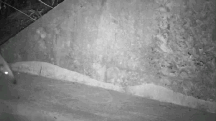 Gatos selvagens, veados e tamanduás: animais usam passarela subterrânea para atravessar estrada no RS; veja VÍDEOS