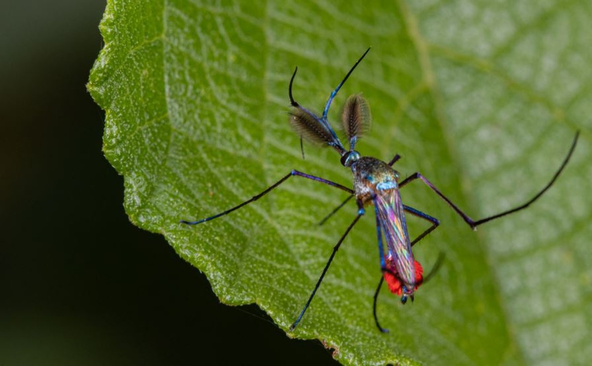 Pernilongo gigante: veja como acabar com infestações e se proteger do inseto  - NSC Total