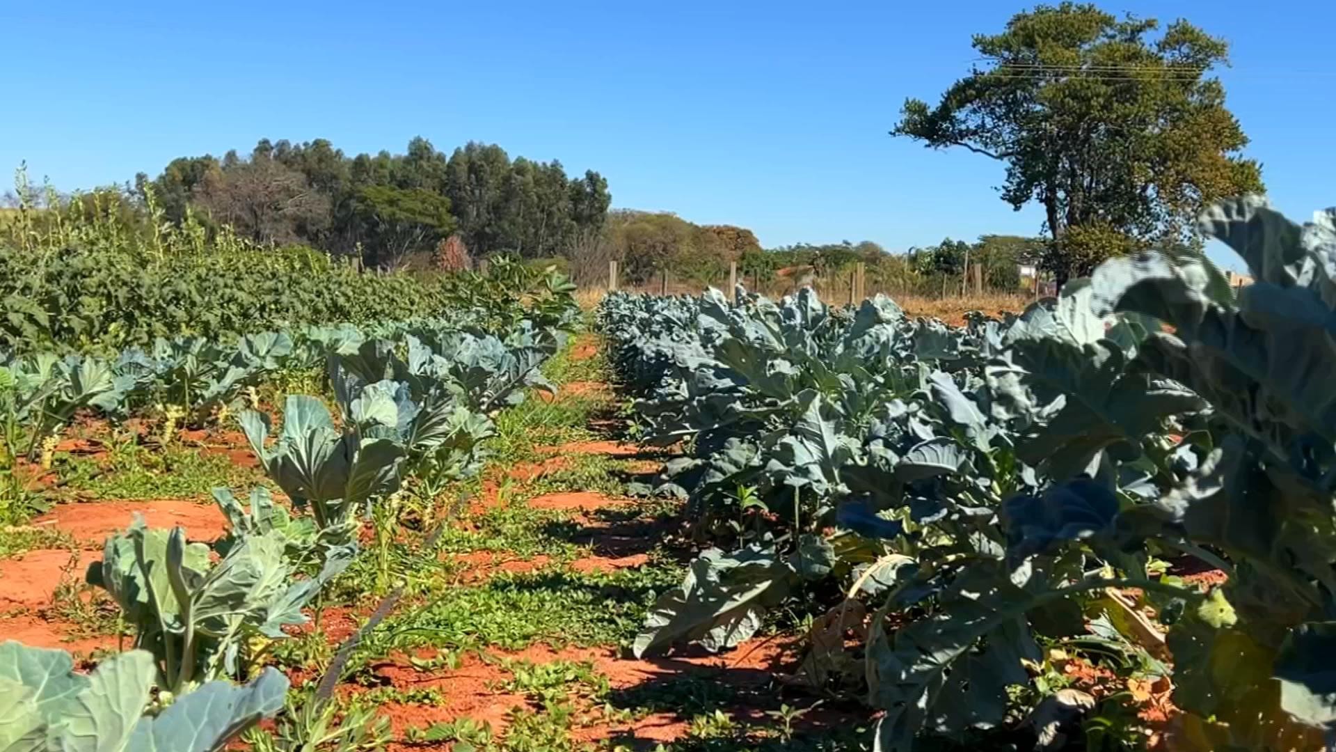 Hortas garantem renda para famílias em pequenas propriedades rurais