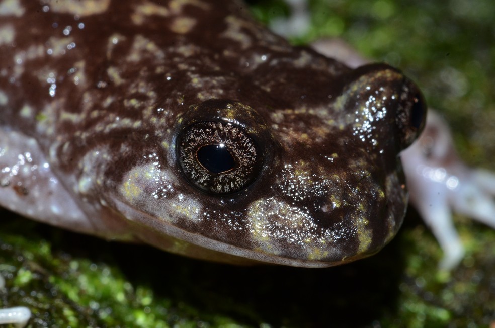 A rã-das-pedras-de-Alcatrazes (Cycloramphus faustoi) se beneficiou, de acordo com o estudo, com projetos de conservação que melhoraram o status de ameaça da espécie — Foto: Diego Santana
