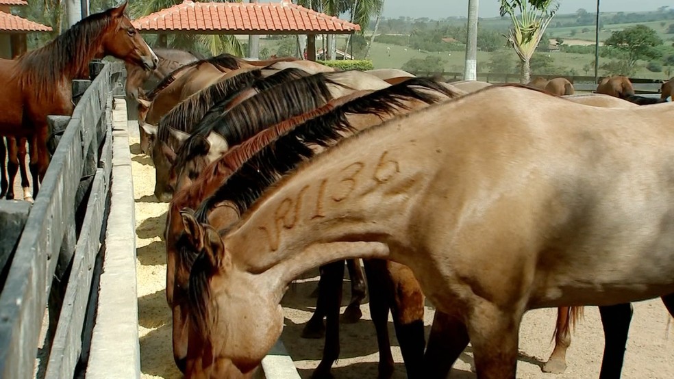 Cavalo de Rodeio: quais características esse animal deve ter?