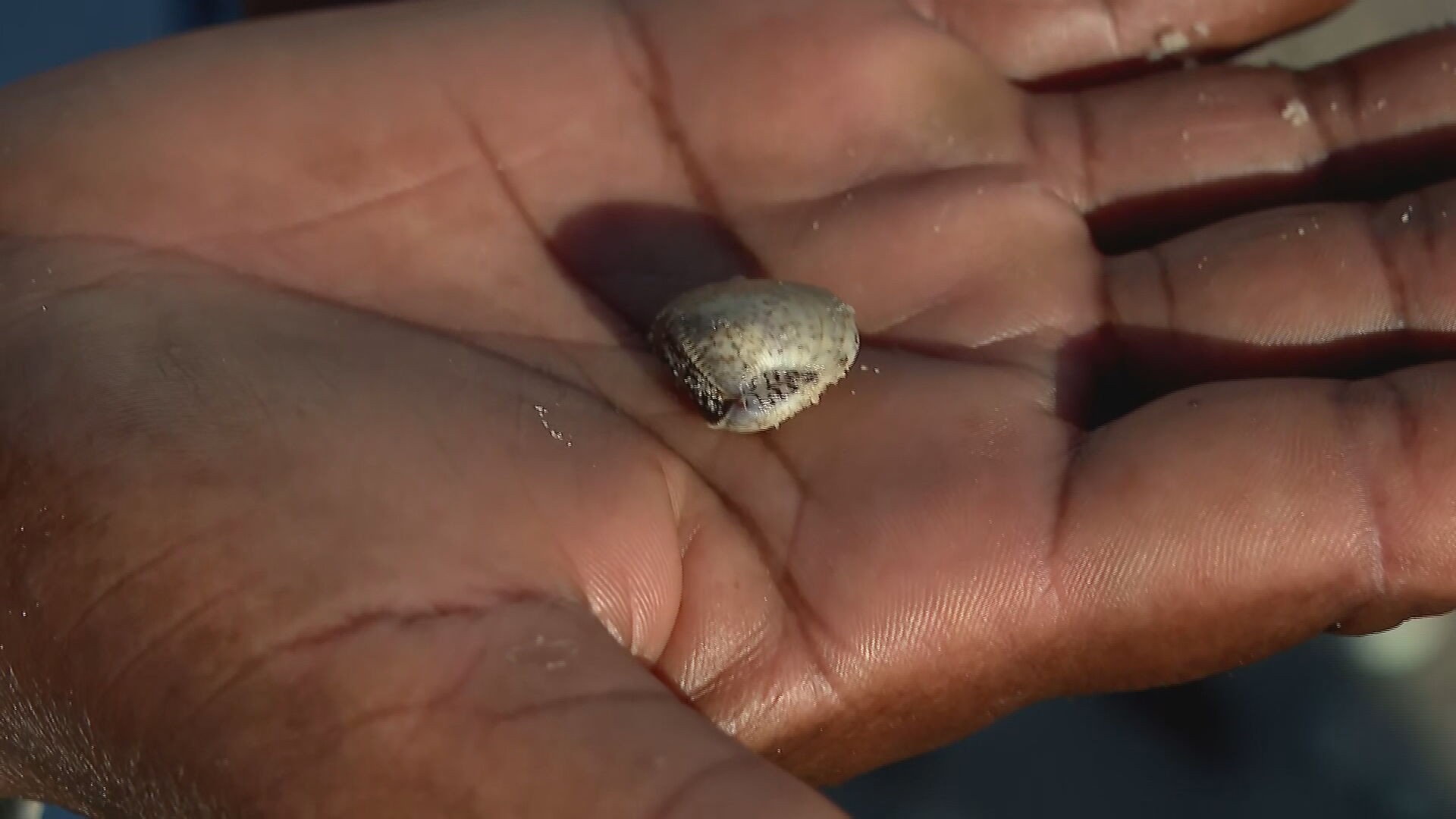 Como as mudanças climáticas e a poluição estão 'encolhendo' mariscos no Litoral de Pernambuco