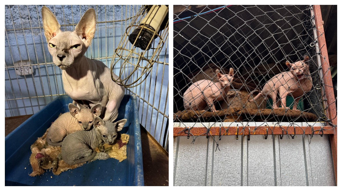 Polícia Civil encontra mais de 100 gatos escondidos em fundos falsos e prende suspeita por maus-tratos na Zona Leste de SP