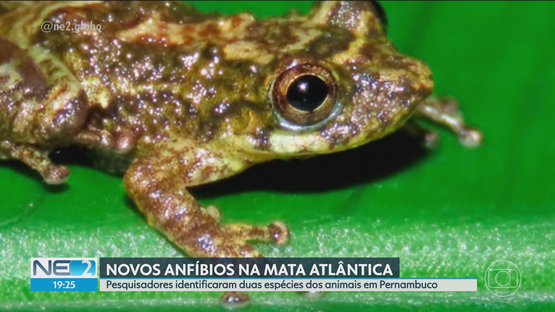 VÍDEOS: NE2 de sábado, 28 de fevereiro de 2026