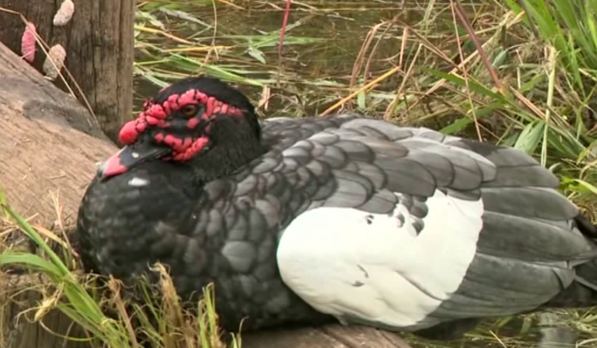 Prefeitura e Cetesb apuram morte de 4 aves por possível quadro neurológico em lagoa em Cosmópolis