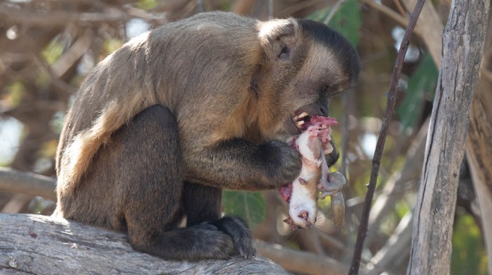 Macaco-prego que 'passeava' de jet ski é resgatado vítima de maus