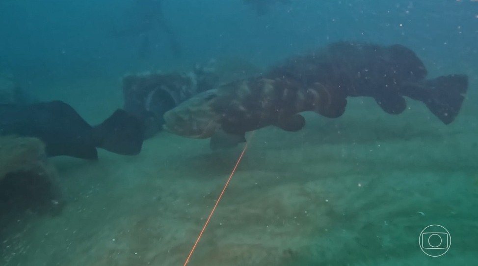 Recifes artificiais recuperam biodiversidade no litoral do Paraná após 25 anos