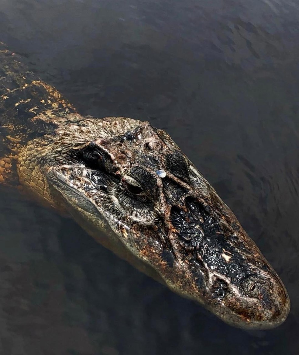Jacaré-açu no Parque Nacional de Anavilhanas — Foto: Divulgação
