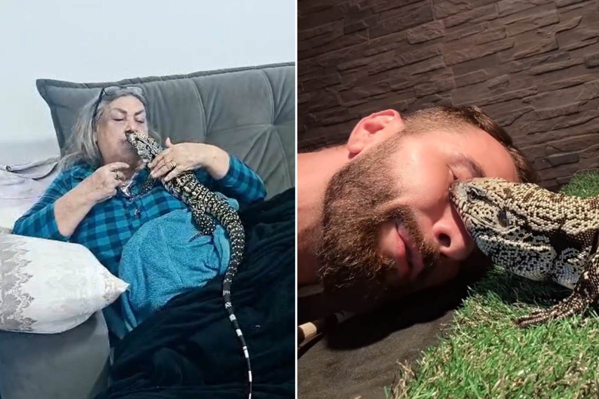 Lagarto ou cachorro? Teiú fêmea pede 'carinho' aos tutores e viraliza: 'Muito amorosa'; VÍDEO