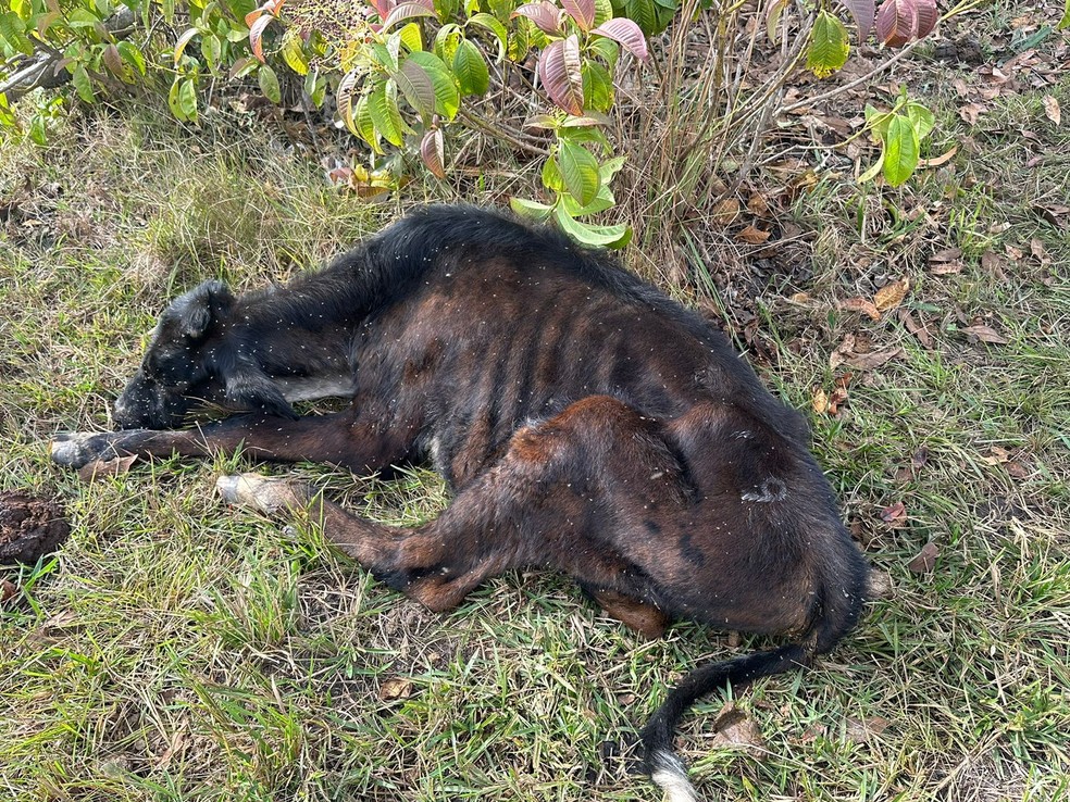 Os animais foram encontrados subnutridos e com pneumonia — Foto: Decat/MS