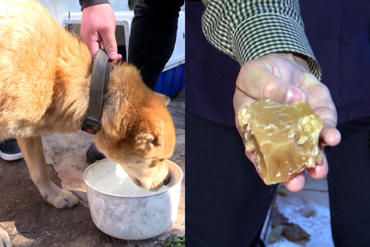 Cachorros são encontraram abandonados dentro de casa em Maringá e comiam sabão para sobreviver, diz secretário