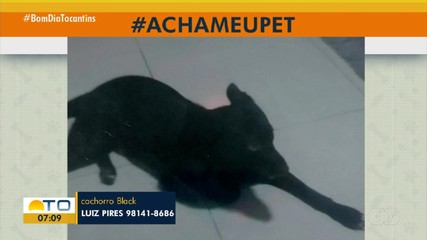 Acha Meu Pet: tutor pede ajudar para encontrar cachorro desaparecido na 1.105 Sul