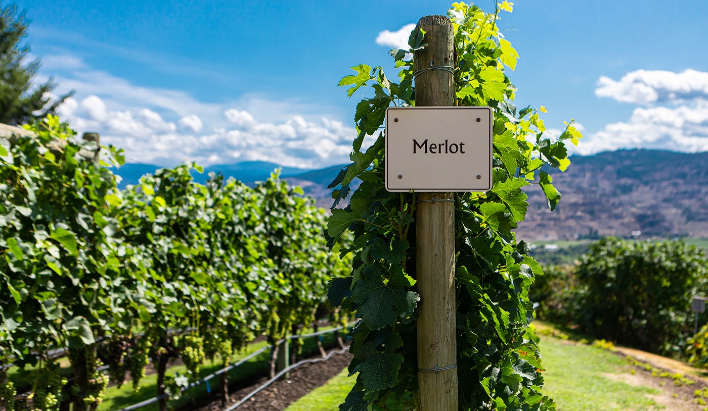 Merlot, a uva francesa que foi ameaçada por um filme, produz grandes vinhos