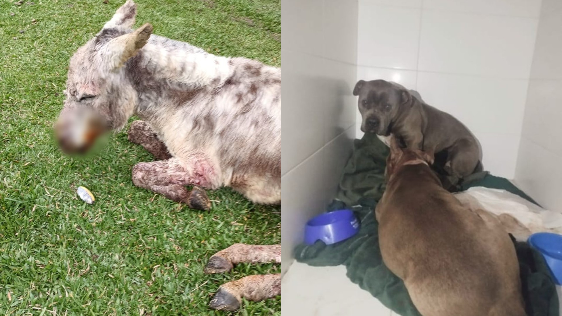 Pitbulls invadem sítio, atacam burro de estimação e animal passa por eutanásia em SC, diz tutor: '13 anos comigo'