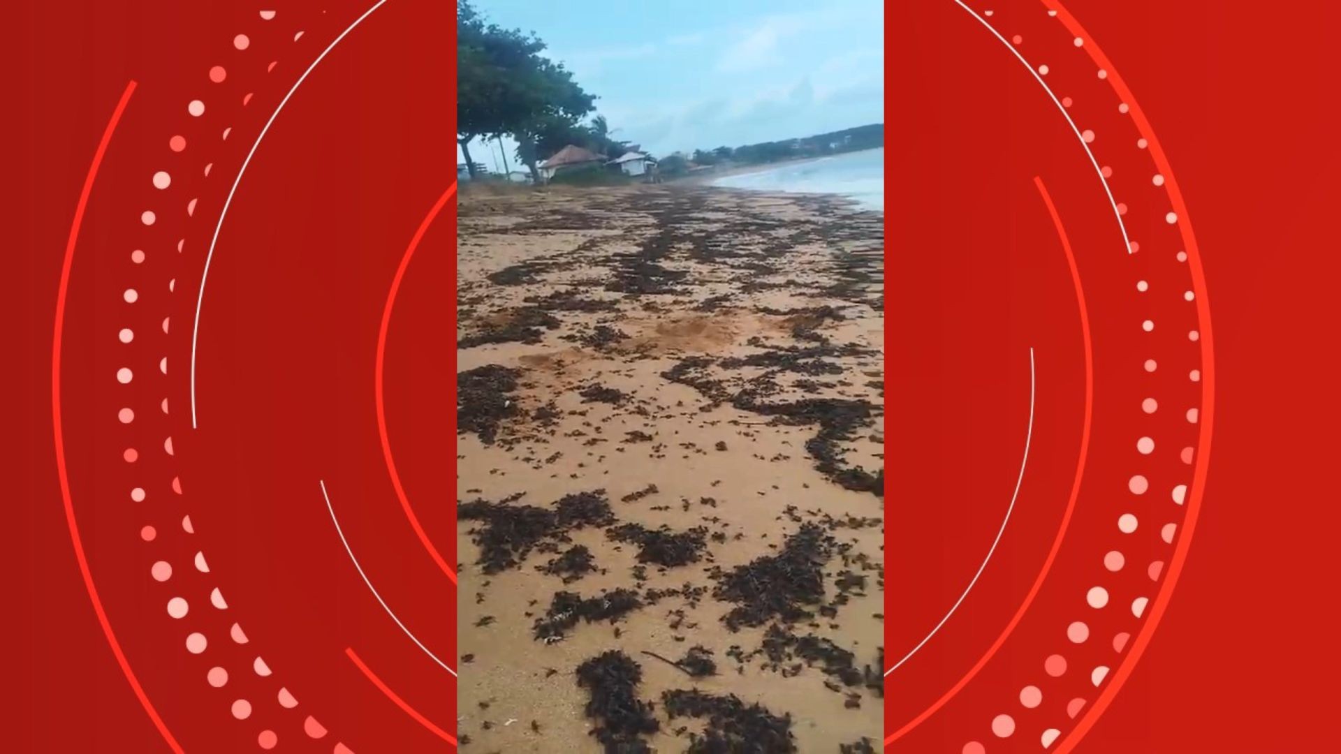 VÍDEO: milhares de formigas tanajuras mortas em praia do ES chamam a atenção de banhistas