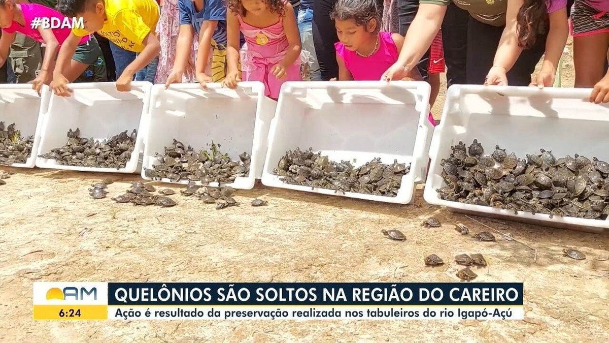 Mais de cinco mil quelônios são soltos na região do Careiro, interior do AM