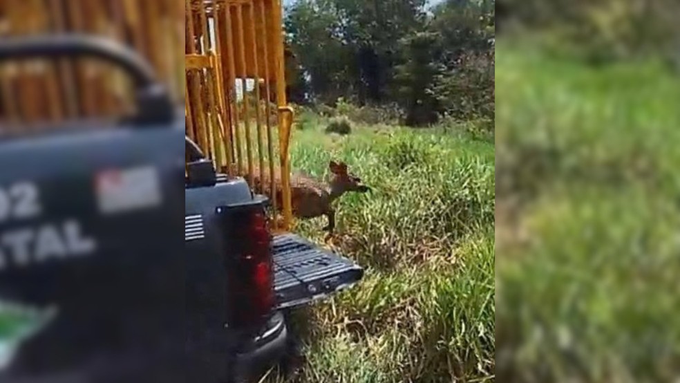 2 de 2
Veado-Catingueiro foi solto na natureza após ser resgatado em Pederneiras — Foto: Polícia Militar Ambiental/Divulgação
