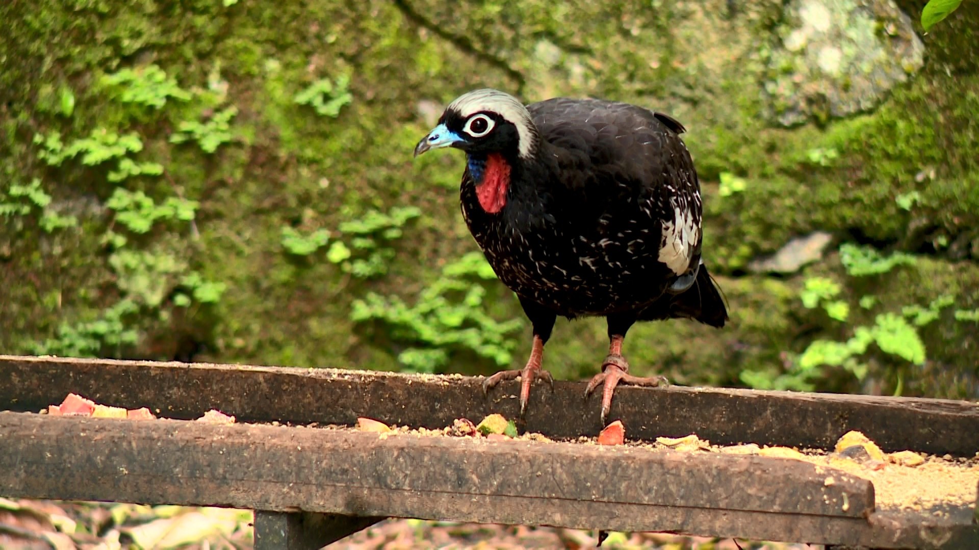 Jacutinga, extinta na Mata Atlântica do ES, RJ e BA, pode voltar à natureza com projeto de conservação