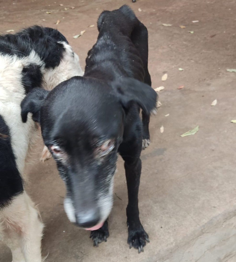 Cachorros com sinais de maus-tratos são encontrados e dono é recebe multa de R$ 12 mil — Foto: Polícia Ambiental