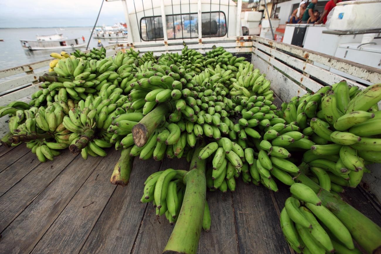 Com produção que rende R$ 18 milhões ao ano, assentados de Monte Alegre se preparam para o Festival da Banana