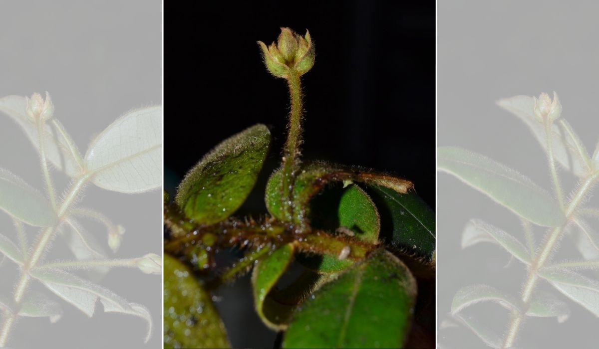 Nova espécie prima da jabuticaba e com pelos dourados é descoberta em Cunha, SP