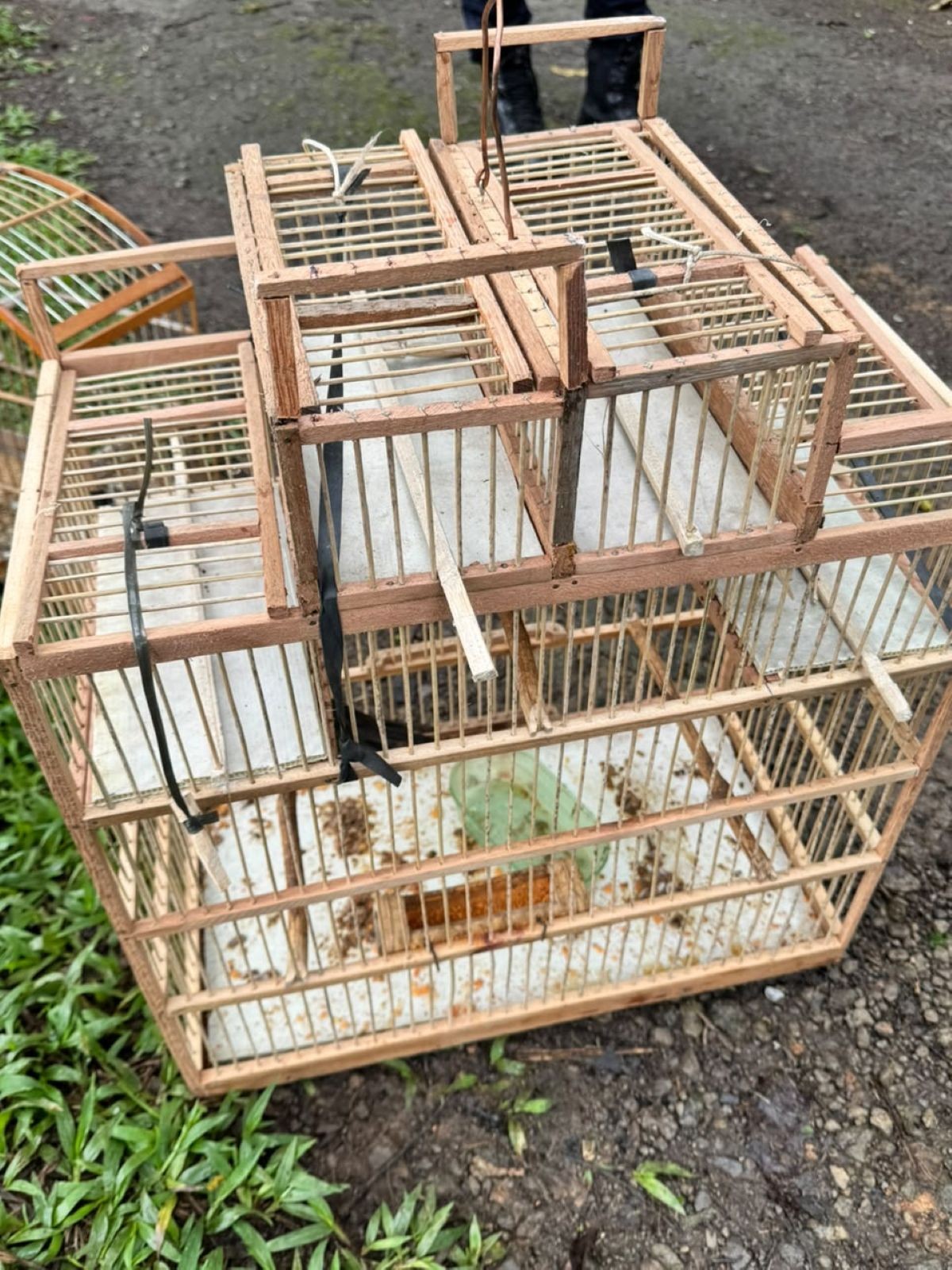Sete aves silvestres são resgatadas em situação irregular em Volta Redonda