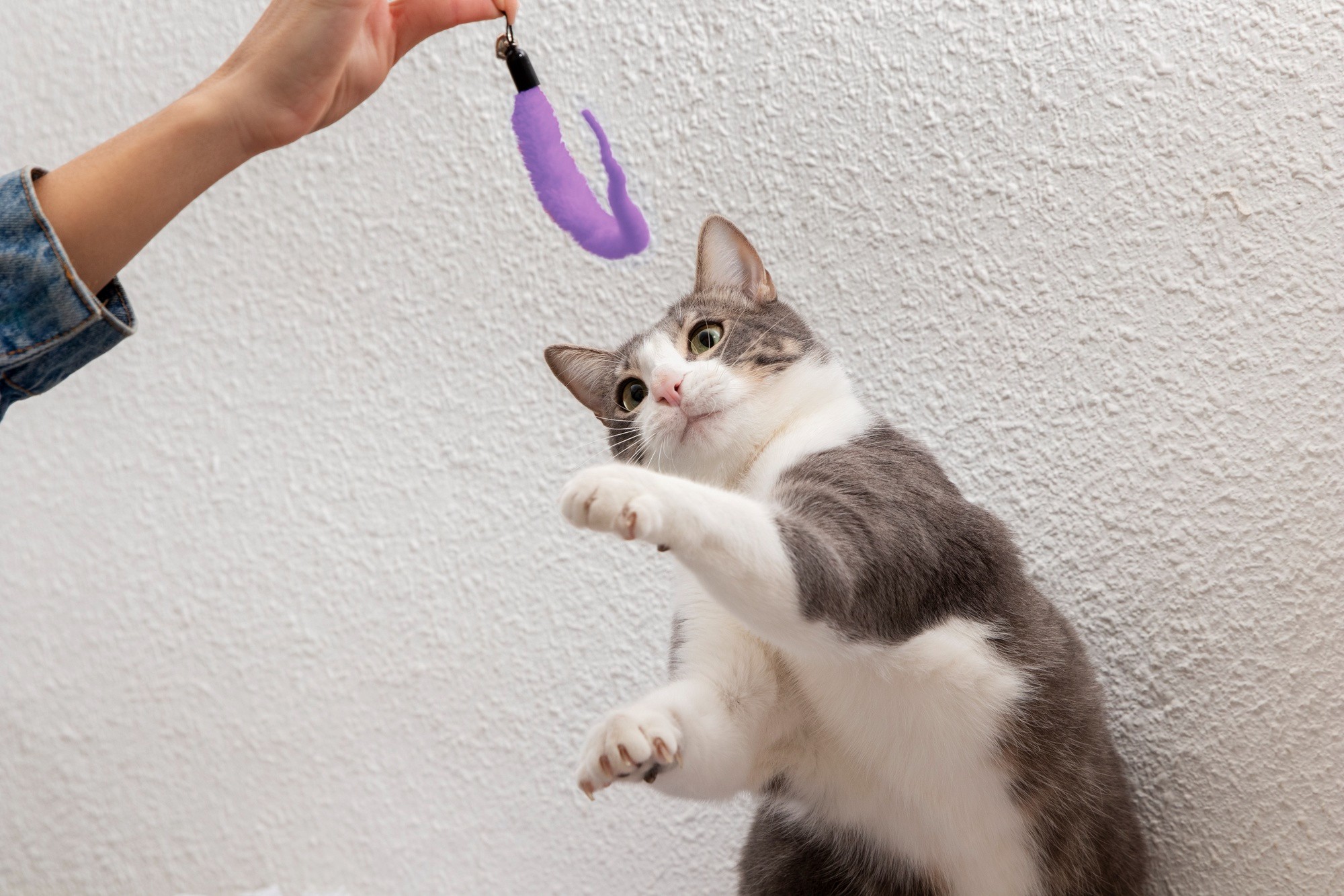Estudo indica que gatos podem distinguir seus tutores pelo olfato