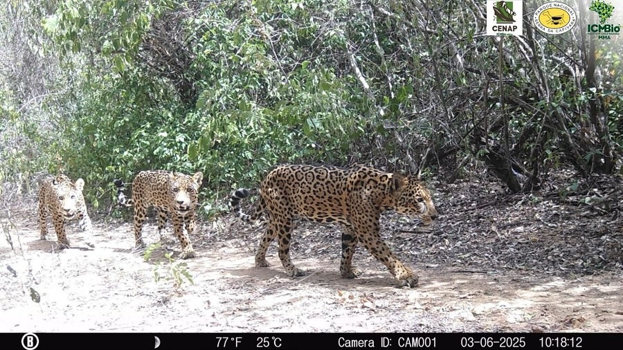 FOTOS: câmera flagra onça-pintada e filhotes passeando pelo Parque Nacional da Serra da Capivara; registro é inédito, diz chefe