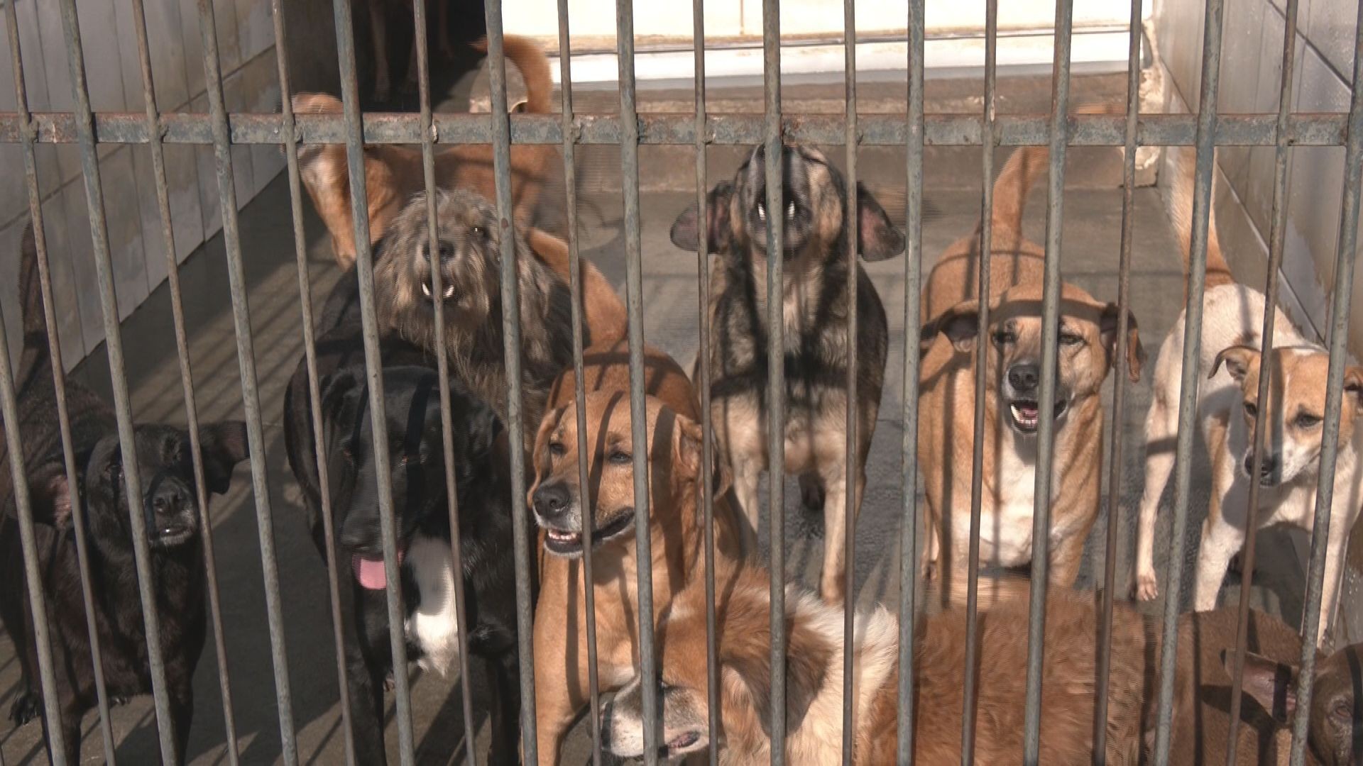 Pessoas acusadas de maus-tratos ficam proibidas de ter animais em Juiz de Fora; entenda nova lei 