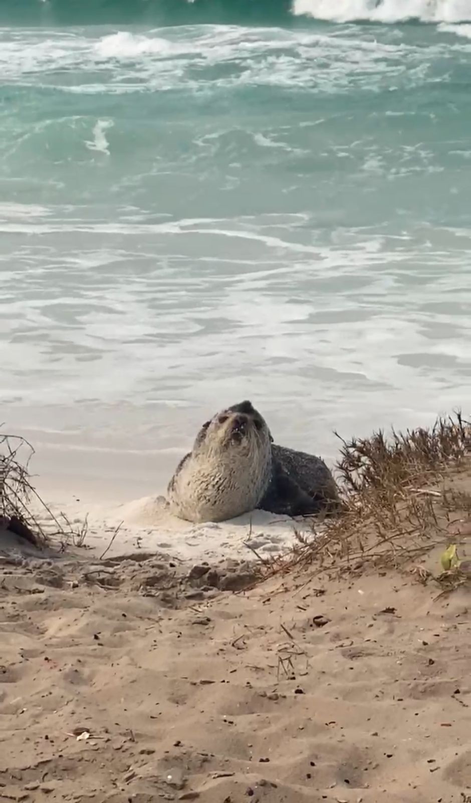 Lobo-Marinho é visto descansando em Arraial do Cabo 