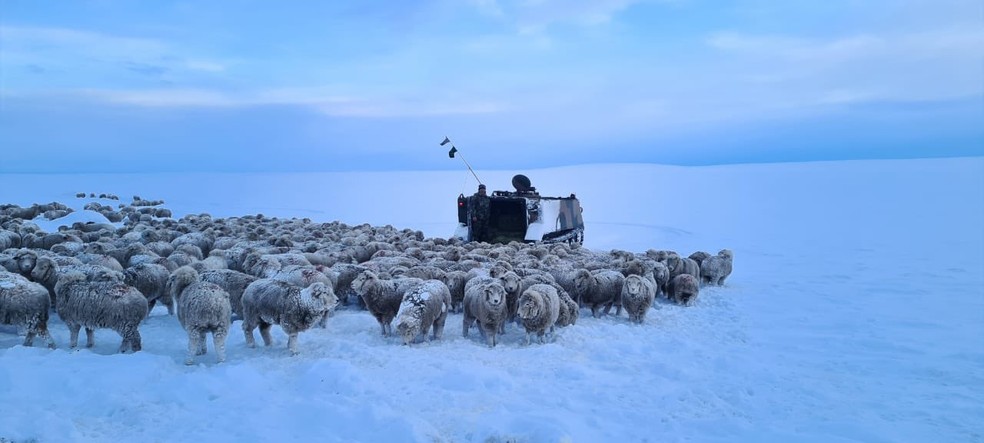 Ovelha sofreram com as baixas temperaturas do último mês na Patagônia Argentina. — Foto: Ministério de Defesa da Argentina