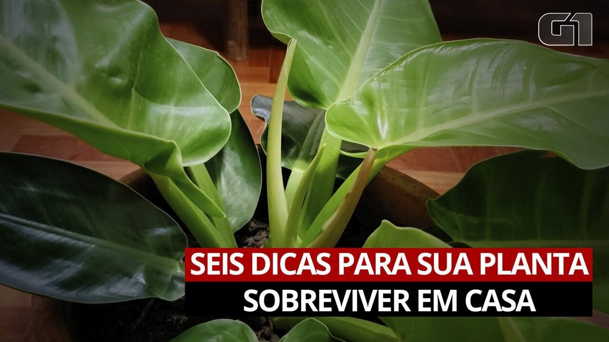 Horta em casa: como começar?