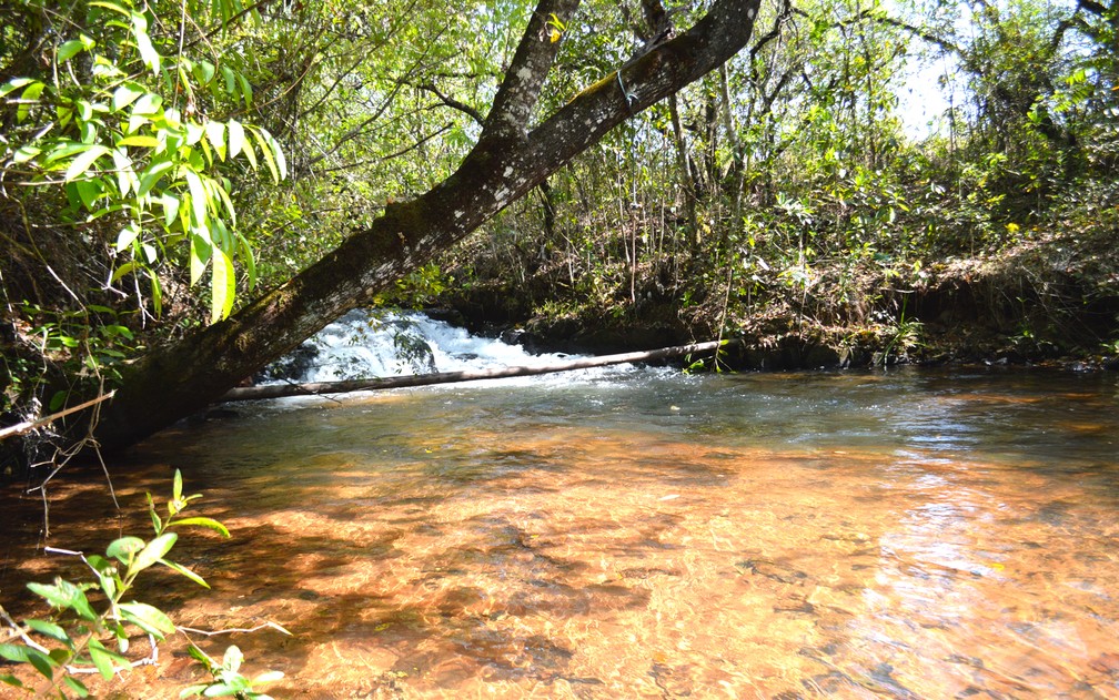 Córrego Saltinho, um dos afluentes do córrego Guariroba, na bacia do Guariroba, com as matas cicliares preservadas demonstra o esforço dos produtores de água da região — Foto: Anderson Viegas/G1 MS