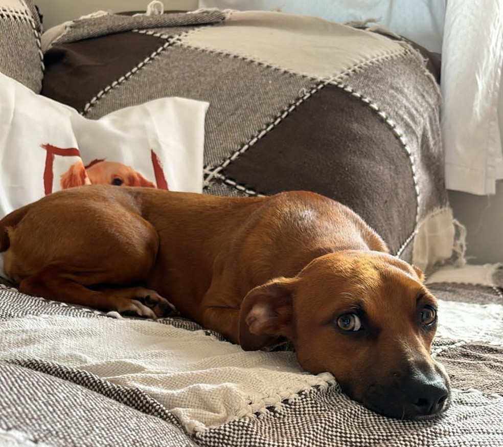 Vídeo de vira-lata 'triste' por não ter sido adotada em evento viraliza na internet — Foto: Arquivo pessoal