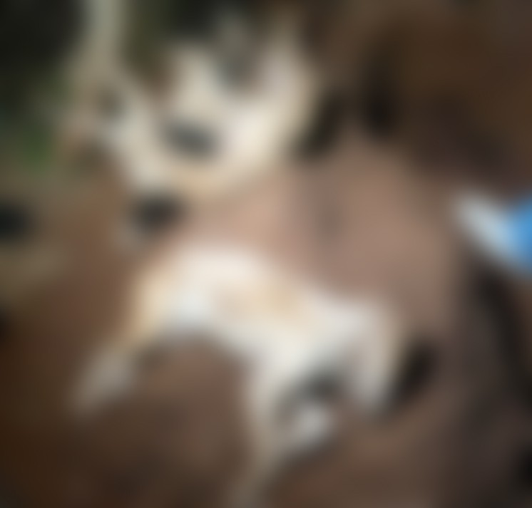 Justiça acolhe denúncia do MP e rapaz que matou 5 cães de sua mãe vira réu em Limeira