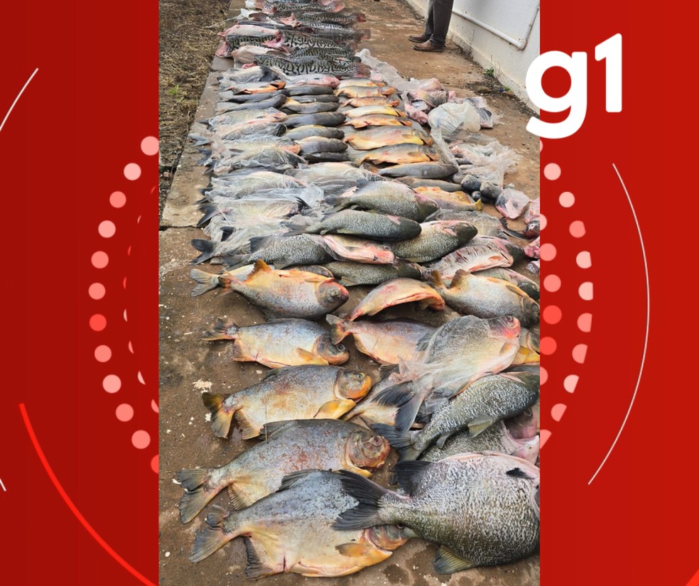 Mais de 500 kg de pescado ilegal são apreendidos no Mercado do Porto em Cuiabá — Foto: Dema