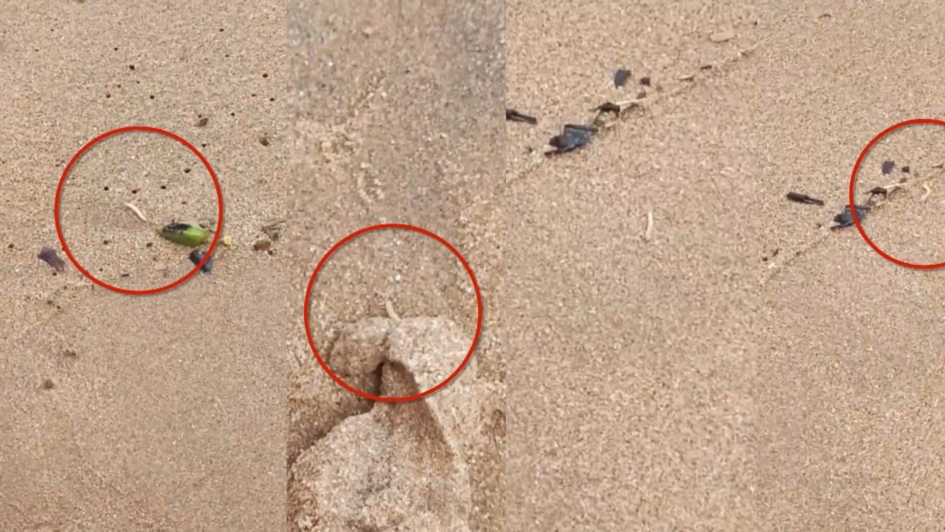 VÍDEO: moradora registra larvas em areia de praia no ES; especialista explica